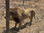 IMG 4608
